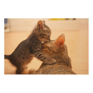 Cutest Baby Animals   Tabby Kitten Kiss Wood Wall Art