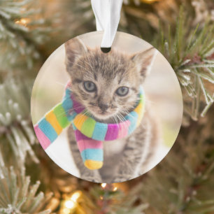 Cutest Baby Animals Tabby Kitten Rainbow Scarf Ornament