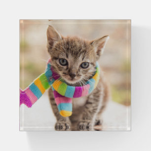 Cutest Baby Animals   Tabby Kitten Rainbow Scarf Paperweight