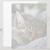 Cutest Baby Animals | Tabby Kitten Sleeping (Front/Back)