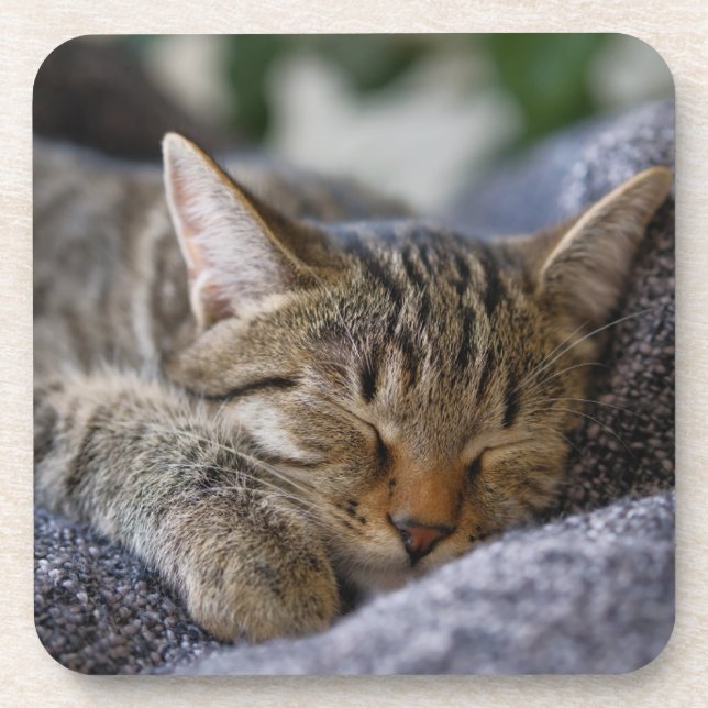Cutest Baby Animals | Tabby Kitten Sleeping Beverage Coaster (Front)