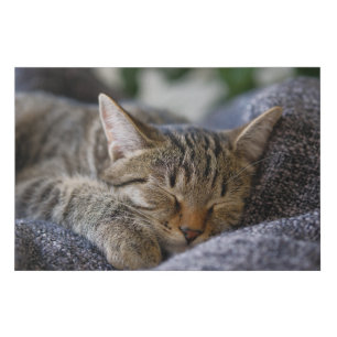 Cutest Baby Animals   Tabby Kitten Sleeping Faux Canvas Print