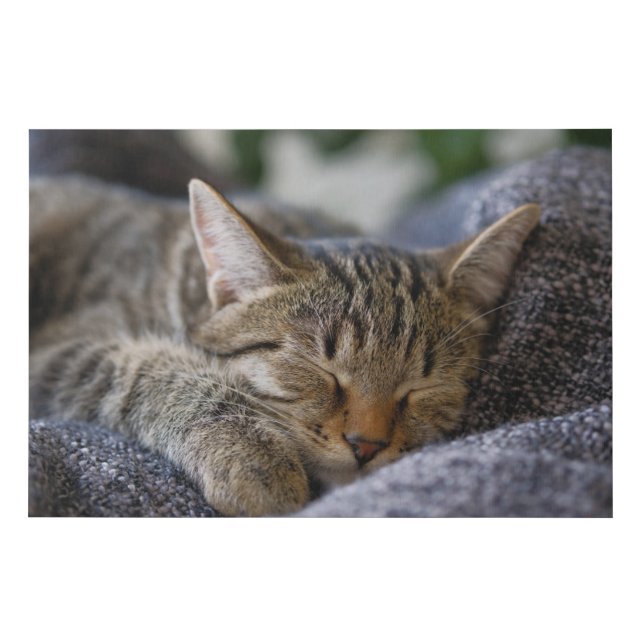 Cutest Baby Animals | Tabby Kitten Sleeping Faux Canvas Print (Front)