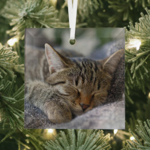 Cutest Baby Animals Tabby Kitten Sleeping Glass Ornament