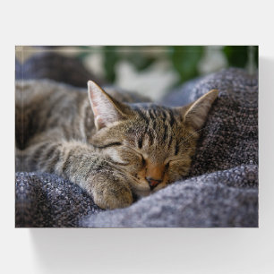 Cutest Baby Animals   Tabby Kitten Sleeping Paperweight