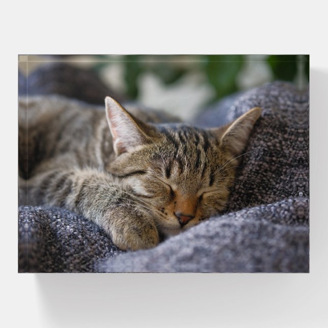 Cutest Baby Animals | Tabby Kitten Sleeping Paperweight (Front)