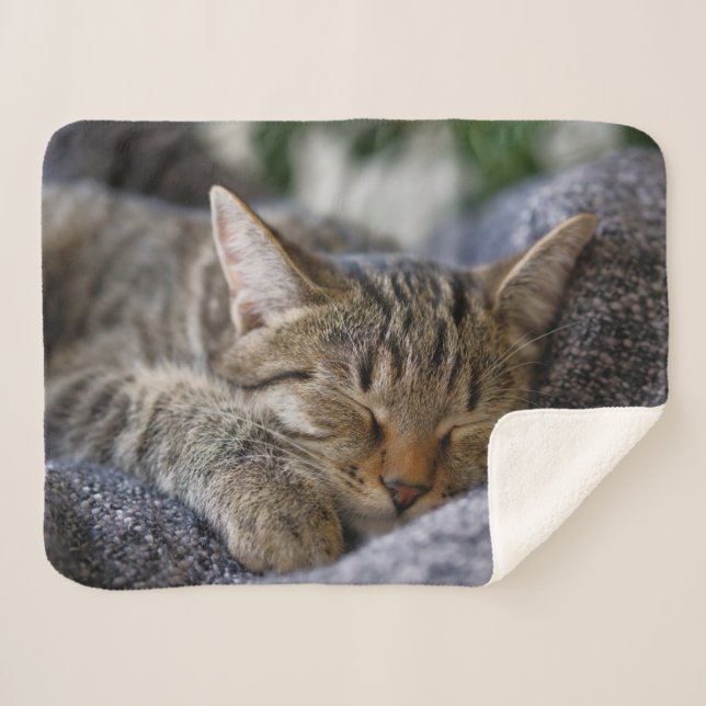 Cutest Baby Animals | Tabby Kitten Sleeping Sherpa Blanket (Front (Horizontal))