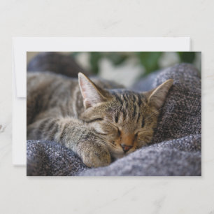 Cutest Baby Animals Tabby Kitten Sleeping Thank You Card