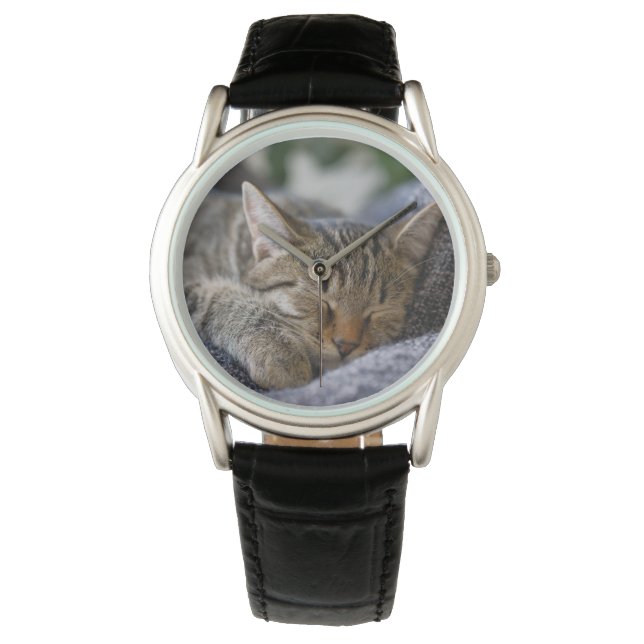 Cutest Baby Animals | Tabby Kitten Sleeping Watch (Front)