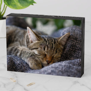 Cutest Baby Animals Tabby Kitten Sleeping Wooden Box Sign
