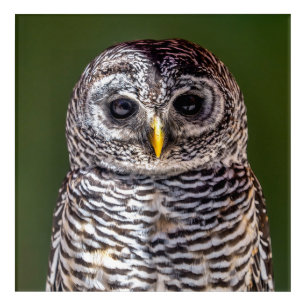Cutest Baby Animals Tawny Owl Acrylic Print