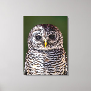 Cutest Baby Animals   Tawny Owl Canvas Print