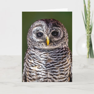 Cutest Baby Animals   Tawny Owl Card