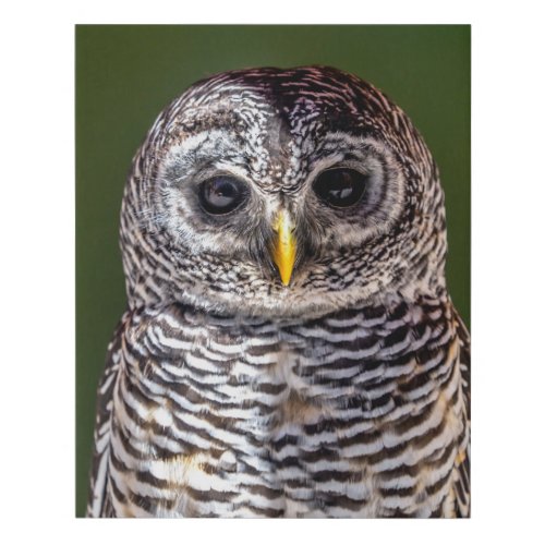 Cutest Baby Animals  Tawny Owl Faux Canvas Print