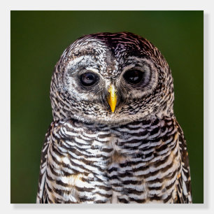 Cutest Baby Animals   Tawny Owl Foam Board