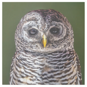 Cutest Baby Animals   Tawny Owl Gallery Wrap