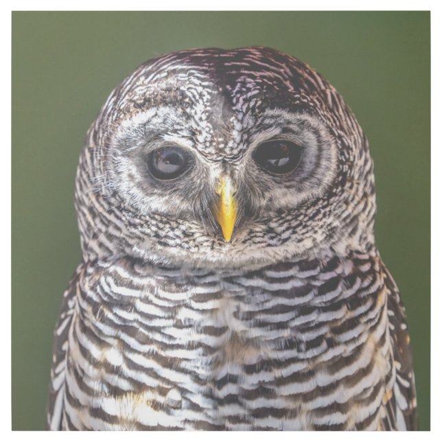 Cutest Baby Animals | Tawny Owl Gallery Wrap (Front)