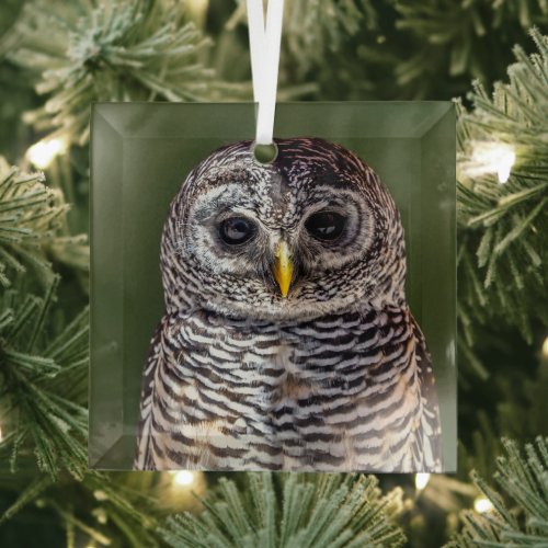 Cutest Baby Animals  Tawny Owl Glass Ornament