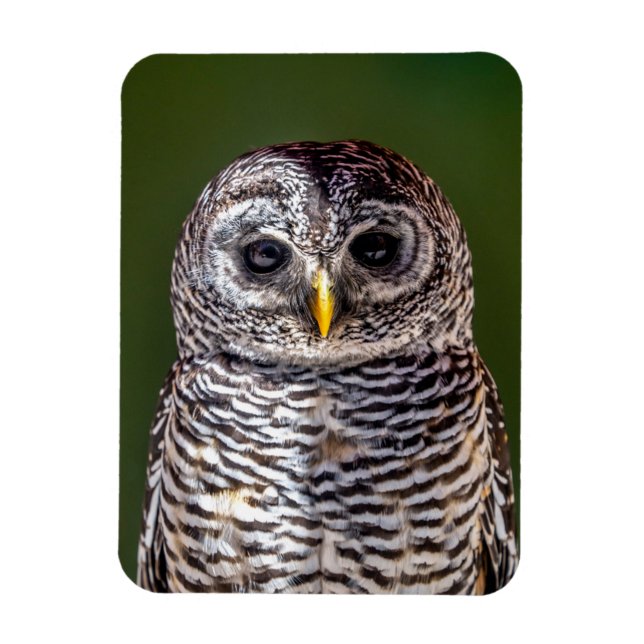 Cutest Baby Animals | Tawny Owl Magnet (Vertical)