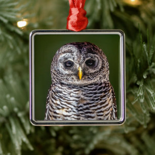 Cutest Baby Animals Tawny Owl Metal Ornament