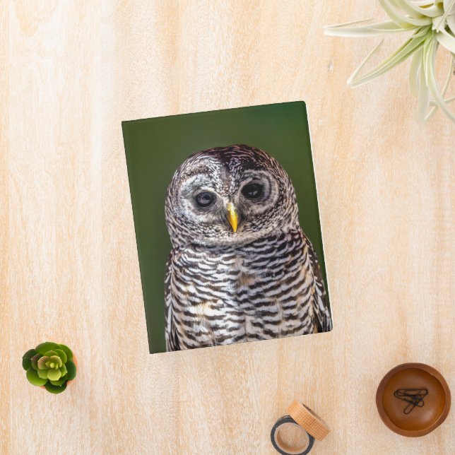 Cutest Baby Animals | Tawny Owl Mini Binder (InSitu)