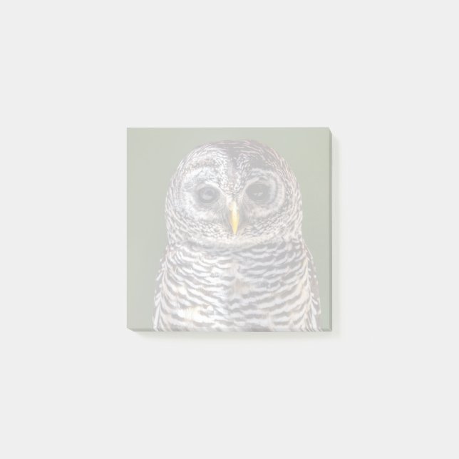 Cutest Baby Animals | Tawny Owl Post-it Notes (Front)