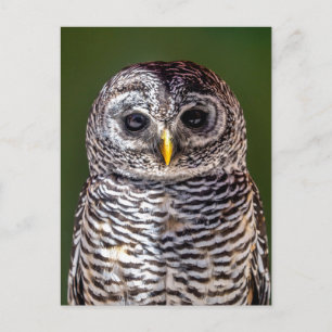 Cutest Baby Animals   Tawny Owl Postcard
