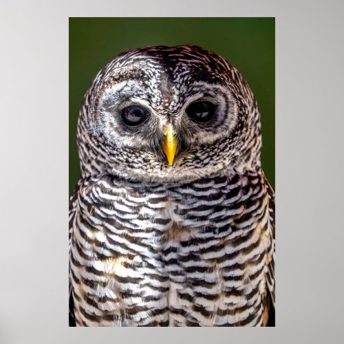 Cutest Baby Animals  Tawny Owl Poster
