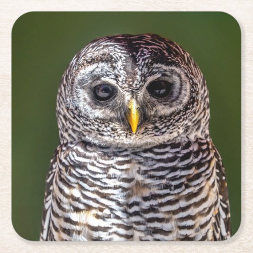 Cutest Baby Animals  Tawny Owl Square Paper Coaster