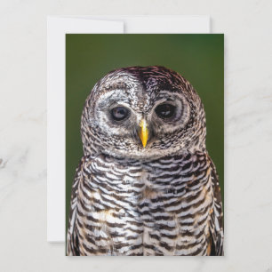 Cutest Baby Animals Tawny Owl Thank You Card