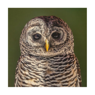 Cutest Baby Animals   Tawny Owl Wood Wall Art
