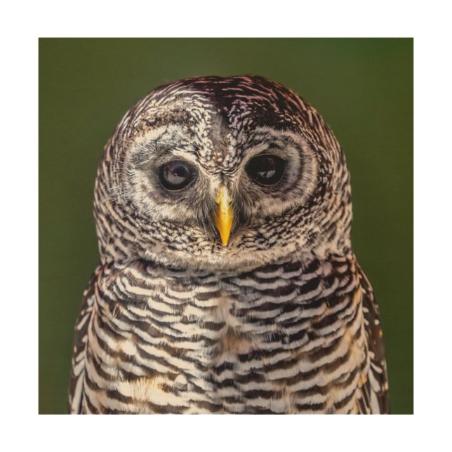 Cutest Baby Animals | Tawny Owl Wood Wall Art (Front)
