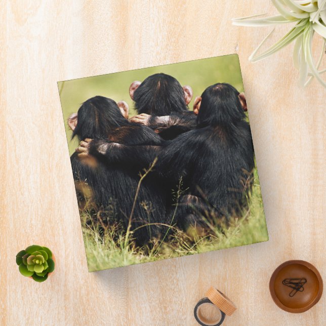 Cutest Baby Animals | Three Chimpanzees Hugging 3 Ring Binder (In Situ)