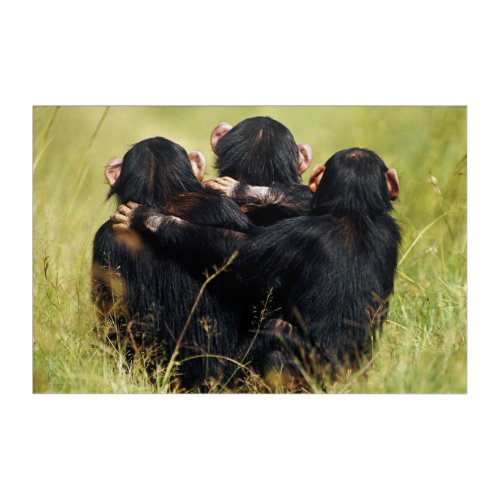 Cutest Baby Animals  Three Chimpanzees Hugging Acrylic Print