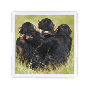 Cutest Baby Animals   Three Chimpanzees Hugging Acrylic Tray