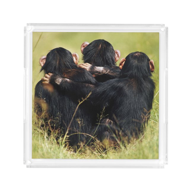 Cutest Baby Animals | Three Chimpanzees Hugging Acrylic Tray (Front)