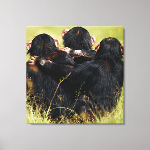 Cutest Baby Animals   Three Chimpanzees Hugging Canvas Print