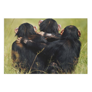 Cutest Baby Animals   Three Chimpanzees Hugging Faux Canvas Print