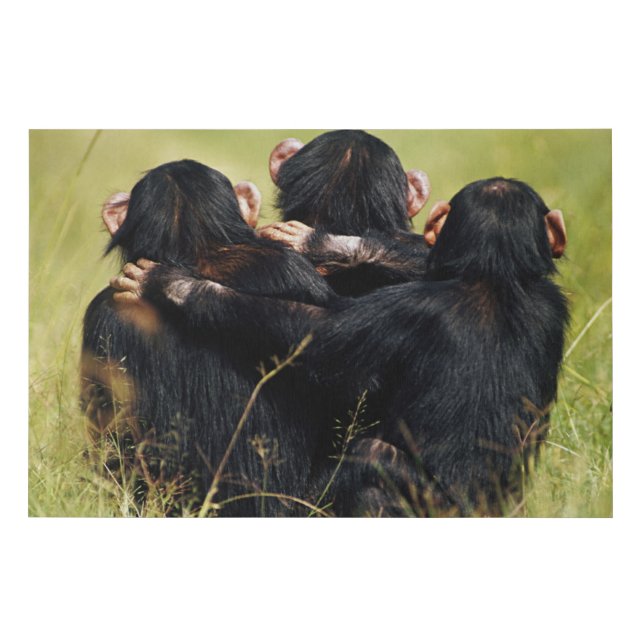 Cutest Baby Animals | Three Chimpanzees Hugging Faux Canvas Print (Front)