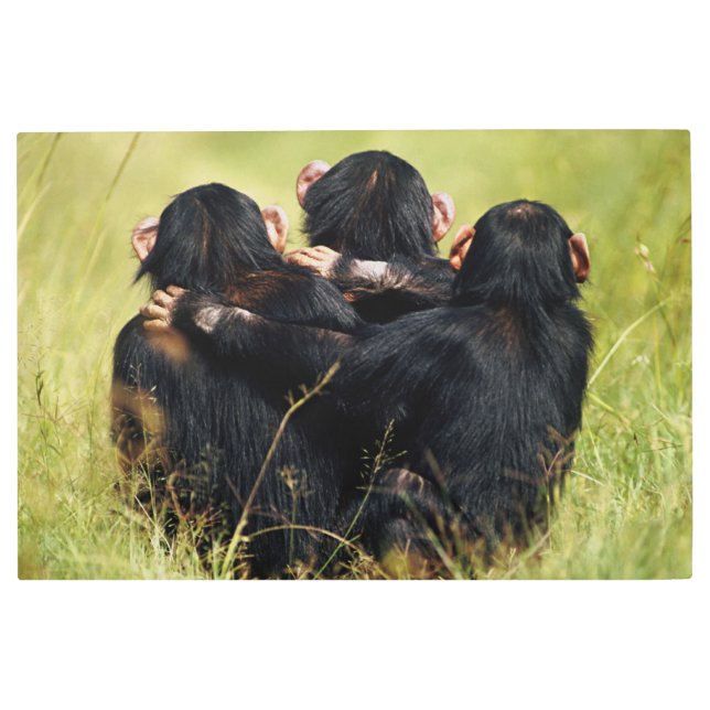 Cutest Baby Animals | Three Chimpanzees Hugging Metal Print (Front)