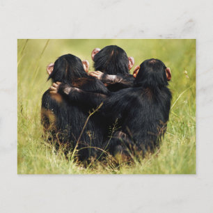 Cutest Baby Animals Three Chimpanzees Hugging Postcard