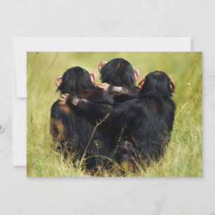 Cutest Baby Animals Three Chimpanzees Hugging Thank You Card