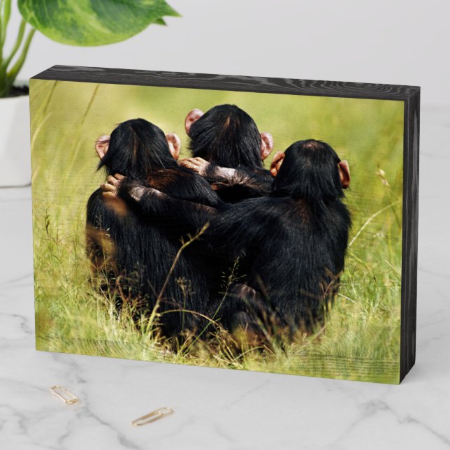 Cutest Baby Animals | Three Chimpanzees Hugging Wooden Box Sign (In Situ Horizontal)