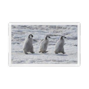 Cutest Baby Animals   Three Emperor Penguin Chicks Acrylic Tray