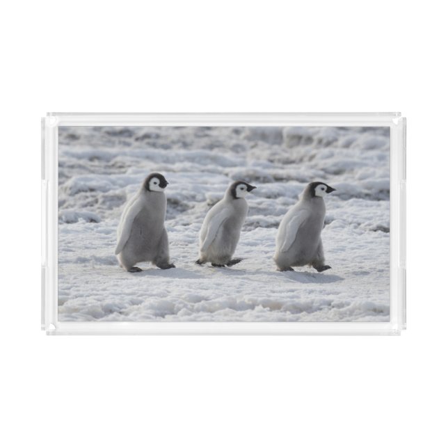 Cutest Baby Animals | Three Emperor Penguin Chicks Acrylic Tray (Front)