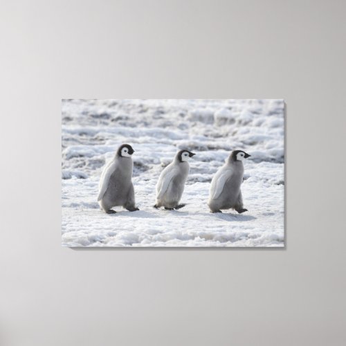 Cutest Baby Animals  Three Emperor Penguin Chicks Canvas Print