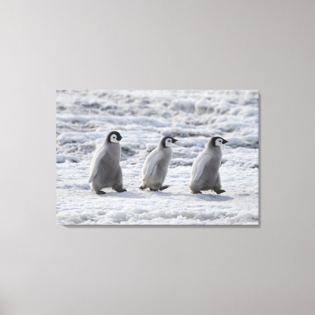 Cutest Baby Animals | Three Emperor Penguin Chicks Canvas Print (Front)