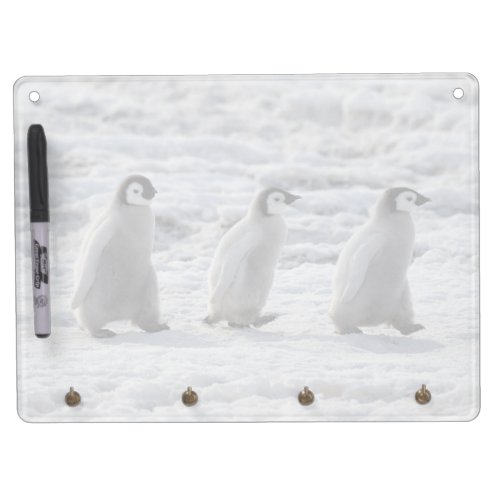 Cutest Baby Animals  Three Emperor Penguin Chicks Dry Erase Board With Keychain Holder