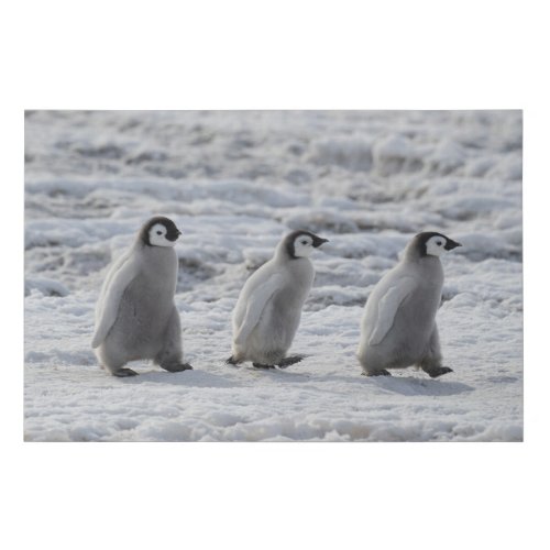 Cutest Baby Animals  Three Emperor Penguin Chicks Faux Canvas Print