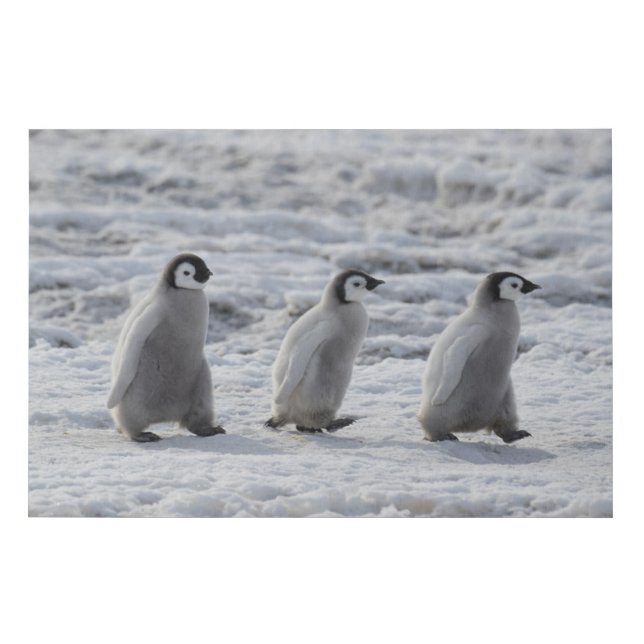 Cutest Baby Animals | Three Emperor Penguin Chicks Faux Canvas Print (Front)